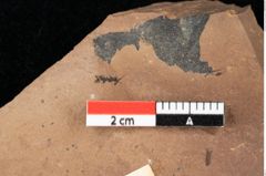 Foto (Detailansicht) von Asterocalyx styriacus Ettingshausen (NHMW-GEO-2024-0188-0426)